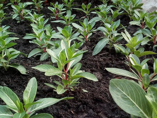 Coco peat usage- Indoor v/s Outdoor gardening