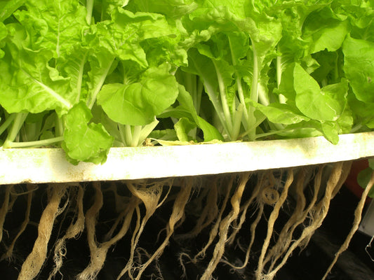 Coconut Coir- Best Hydroponic grow medium