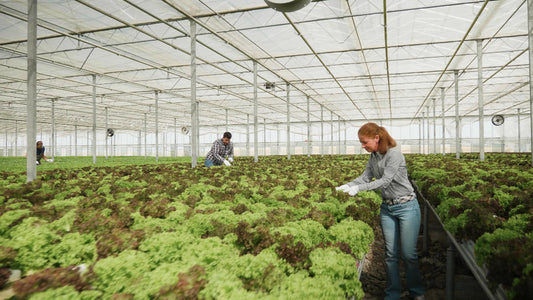The future of garden hydroponics