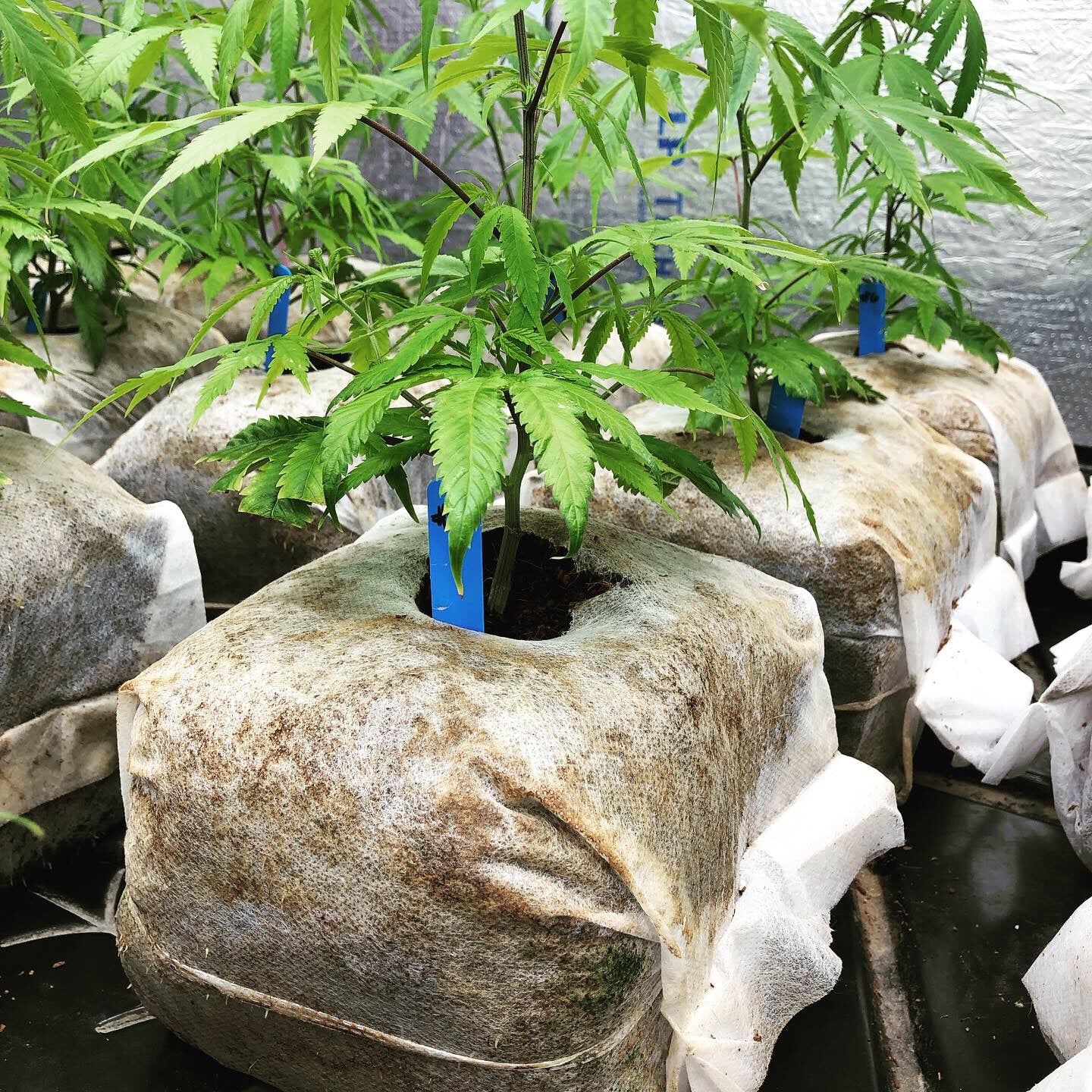 GroEzy™ - 8" Coco Grow Cube