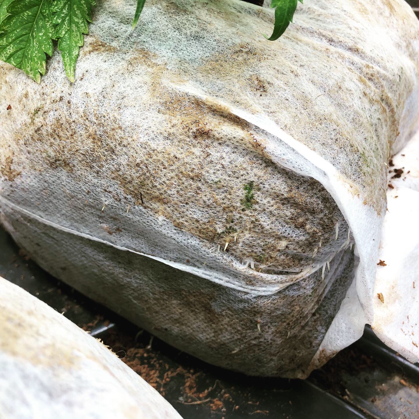 GroEzy™ - 8" Coco Grow Cube