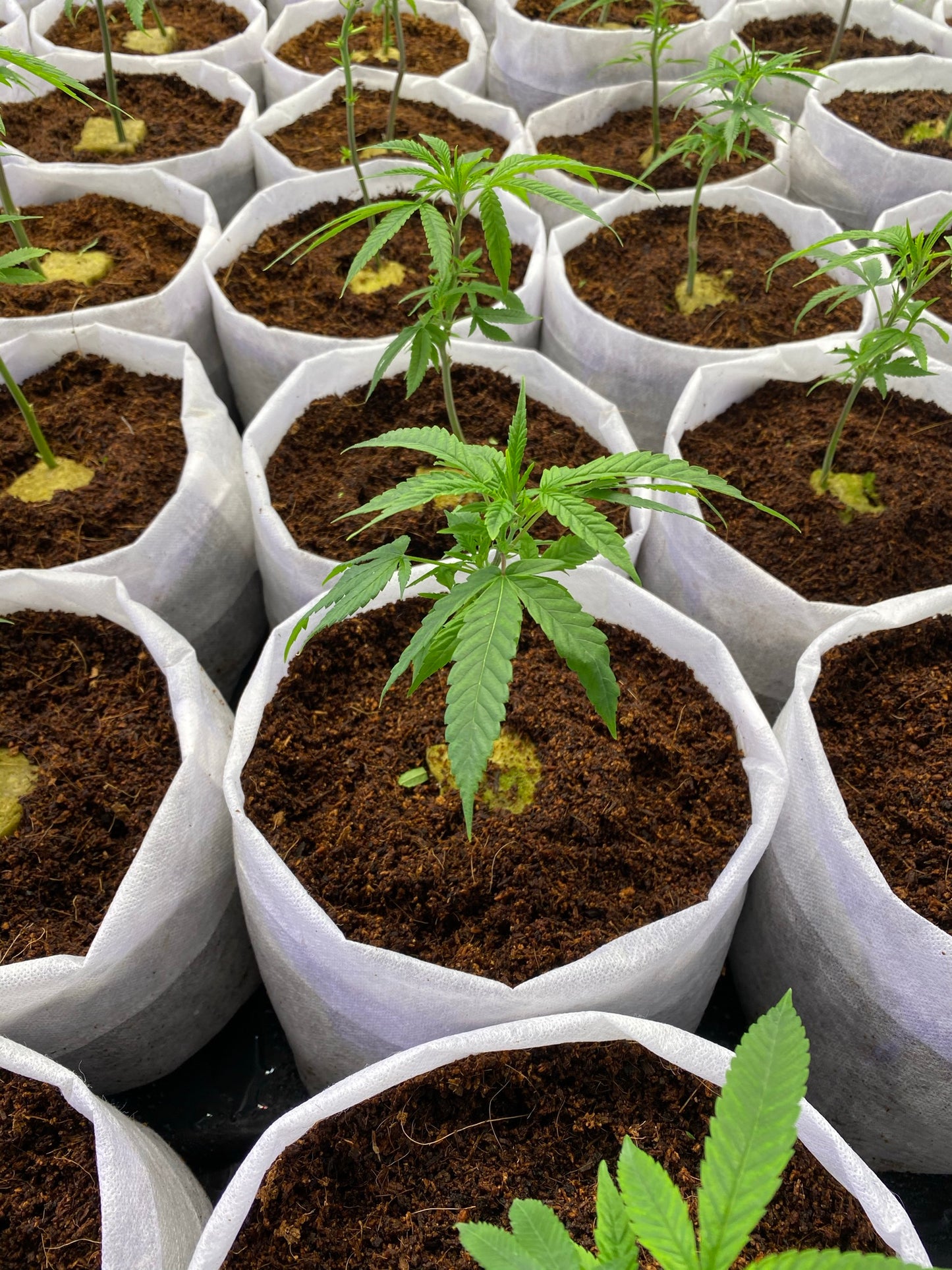 GroEzy™ - 1.5 Gallon Expandable Pot