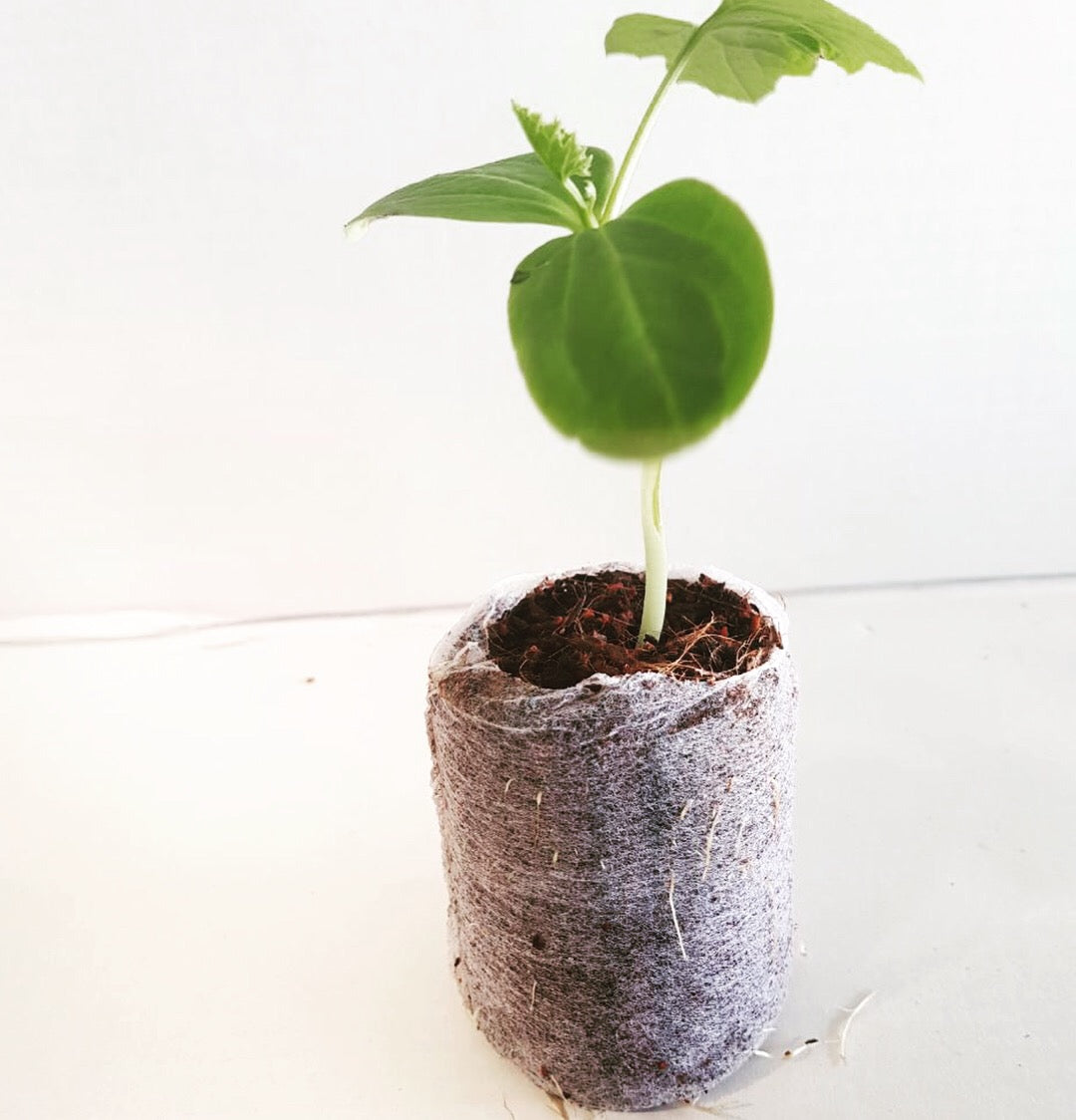 Pure Rooters : 30MM Coco Plugs/Pellets