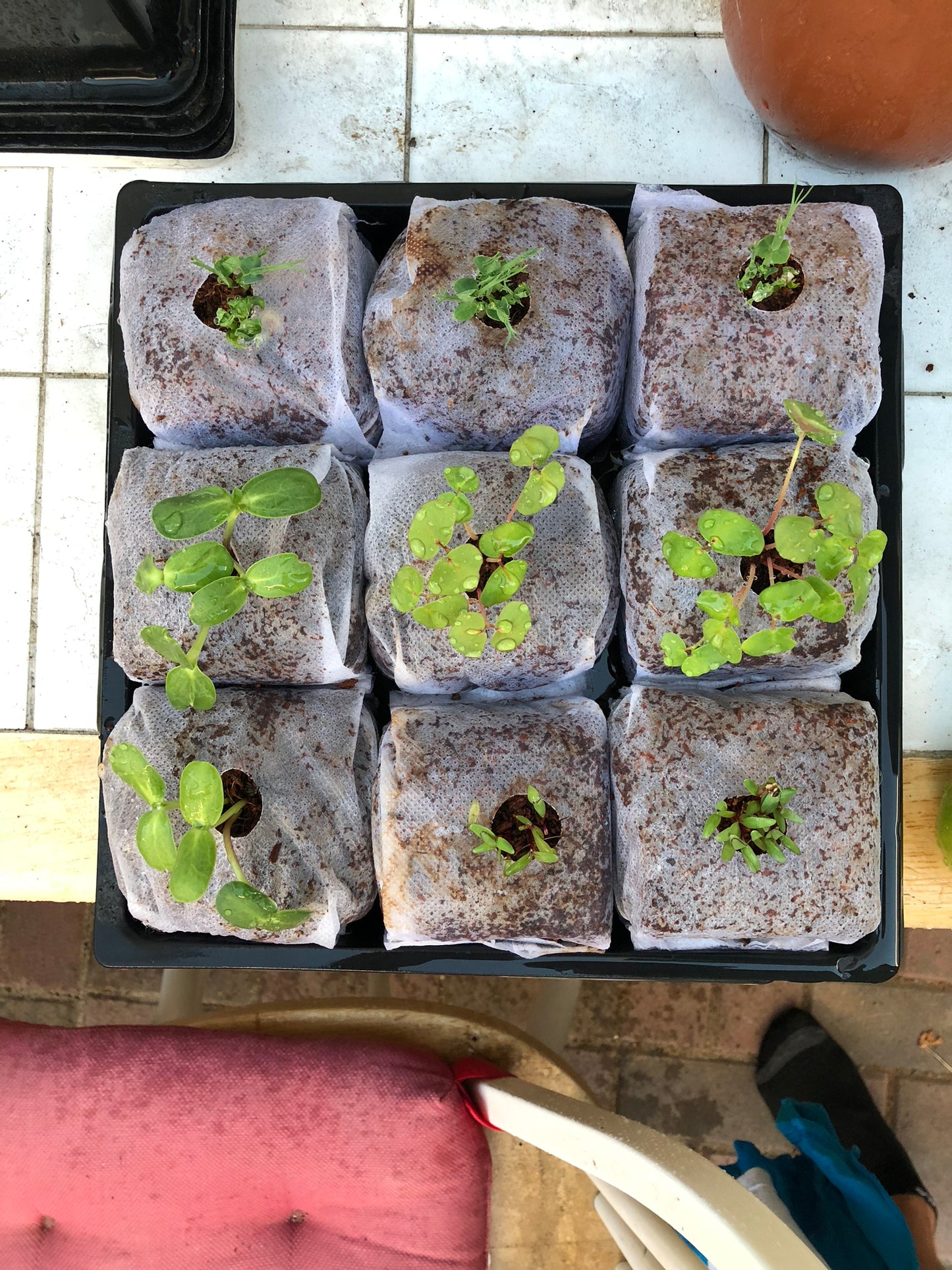 Germination Tray w/dome 10"x10" - no holes