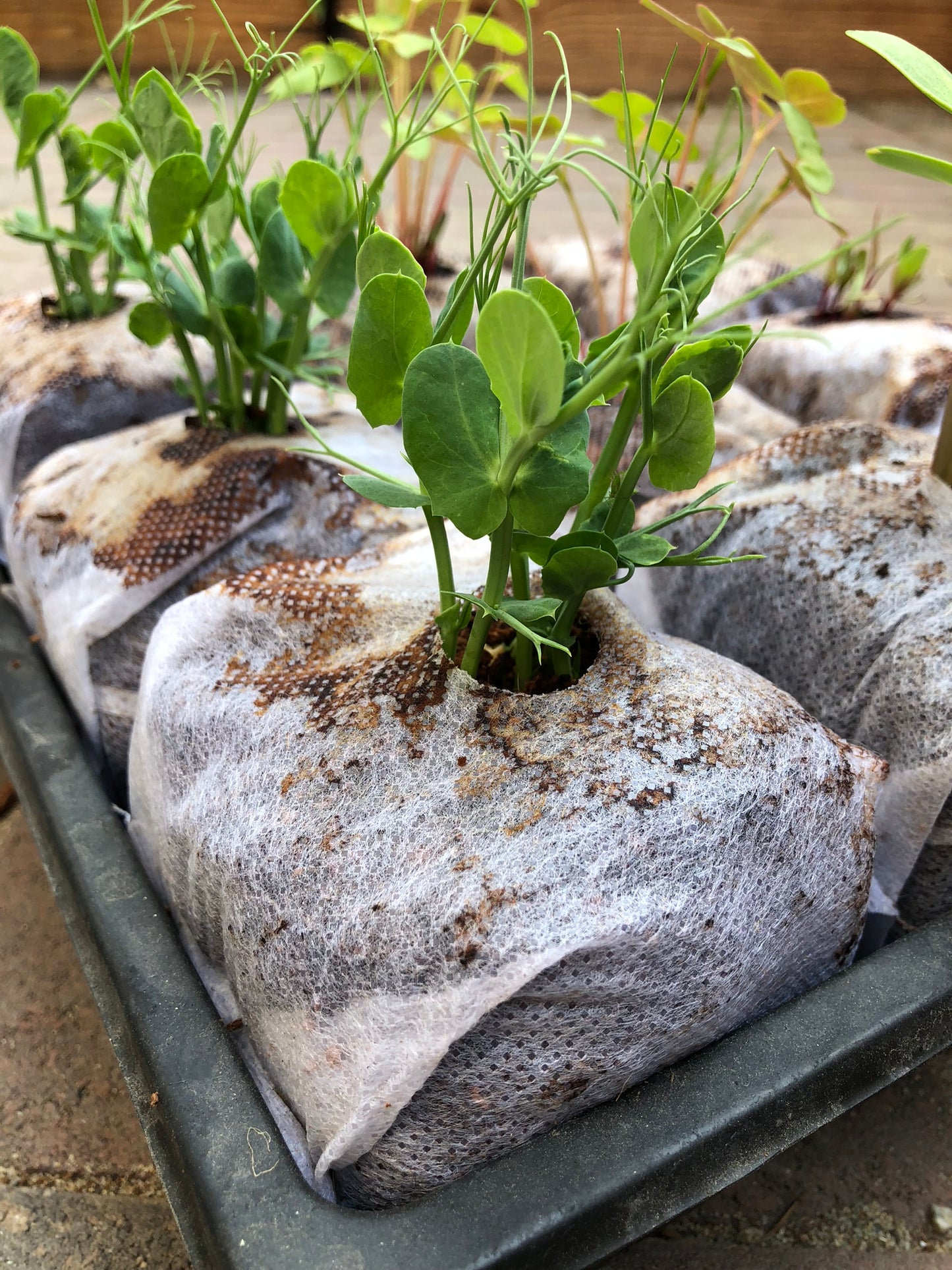 Germination Tray w/dome 10"x10" - no holes