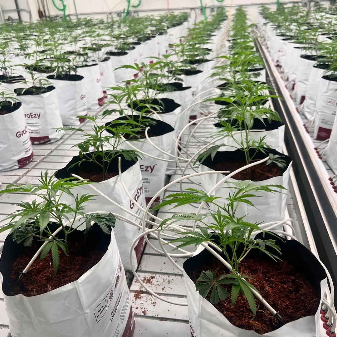 Maximize water retention and aeration using coco  depots coco coir grow bags