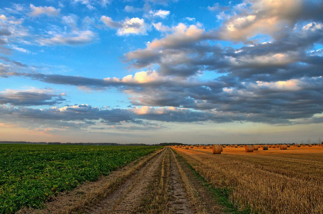 Food Grown On Regenerative Farms Could Actually Be Healthier For You