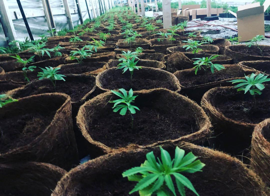 Best Suited Plants to Grow in Coco Peat