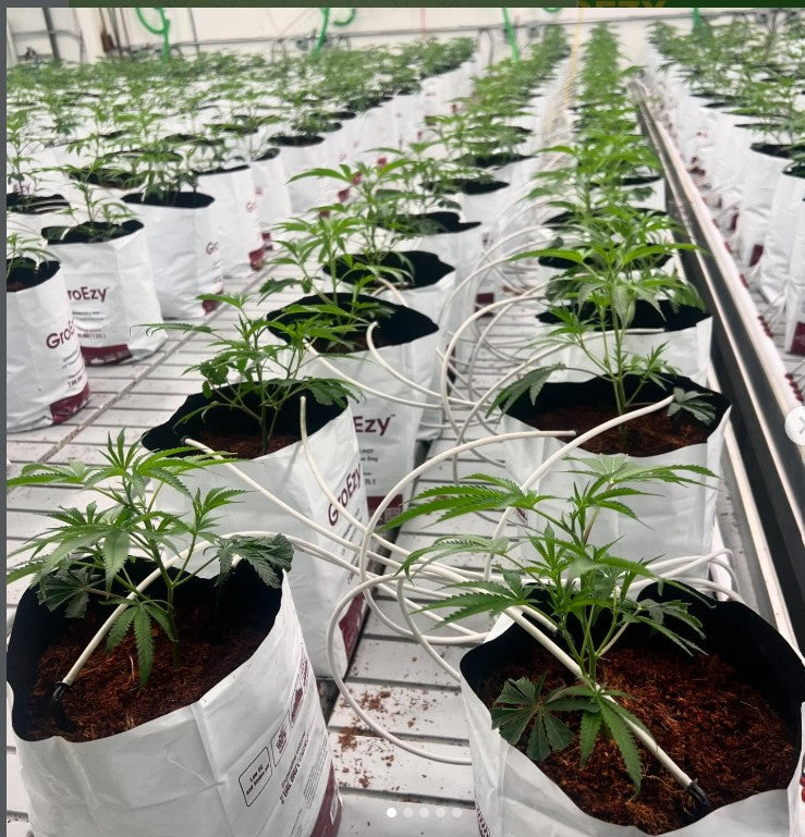 What Is an Expandable Pot for Plants Outdoor?