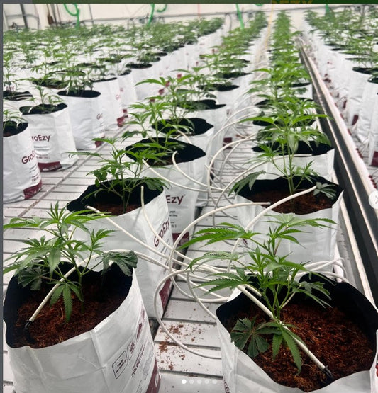 What Is an Expandable Pot for Plants Outdoor?