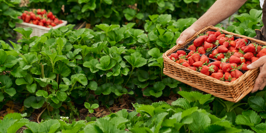 Why Urban farming is on rise!!