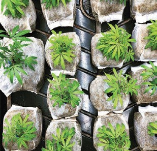 Growing different Strains of Cannabis in Coco Coir