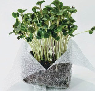 Growing Plants in Coco Peat