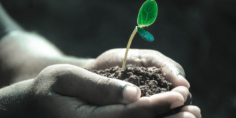 Growing Flowering Plants in Coco Peat