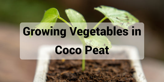 Growing Vegetables in Coco Peat