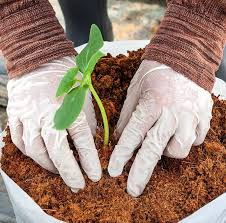 How to maintain and reuse coco coir grow bags for sustainable cultivation