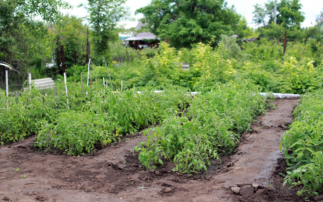 Planting a Pest Resistant Garden