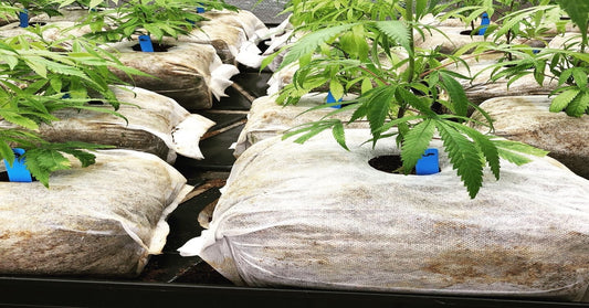 How to grow cannabis in coco coir?