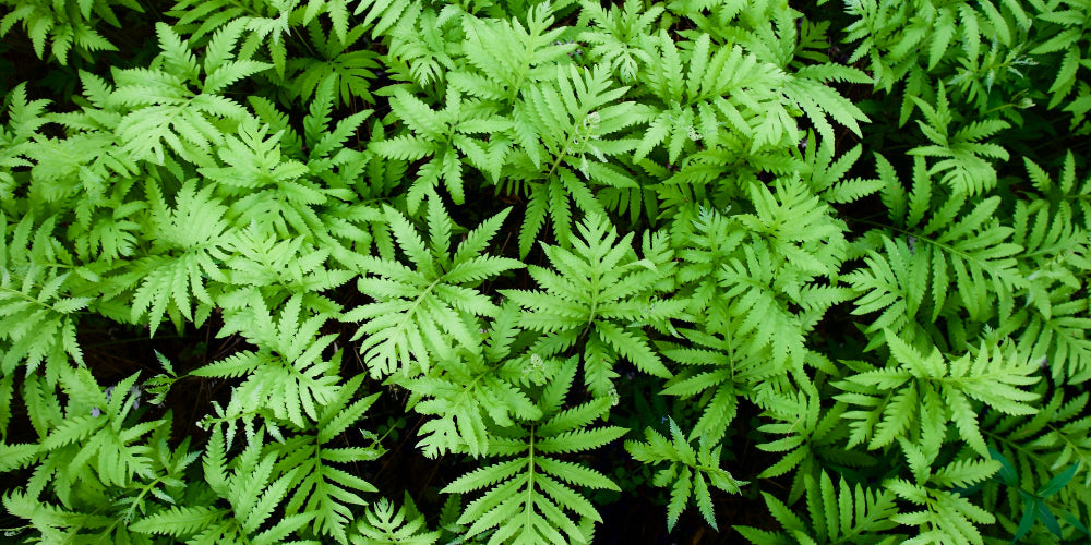 Growing Fern in Coco Peat