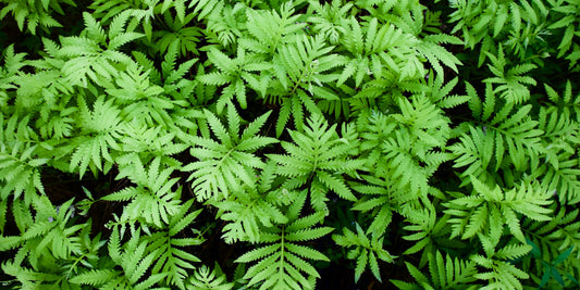 Growing Fern in Coco Peat