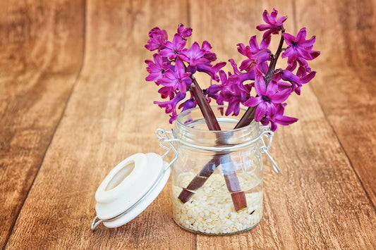 A Guide on Forcing Bulbs