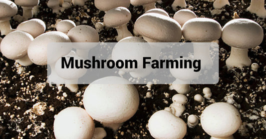 Coir Substrate For Mushroom Grow