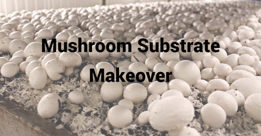 A Complete Guide on Making Mushroom Grow Substrate
