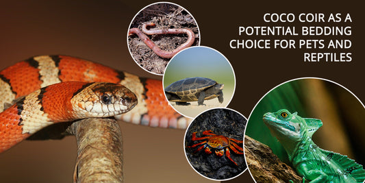 Coco Coir as a Potential Bedding Choice for Pets and Reptiles