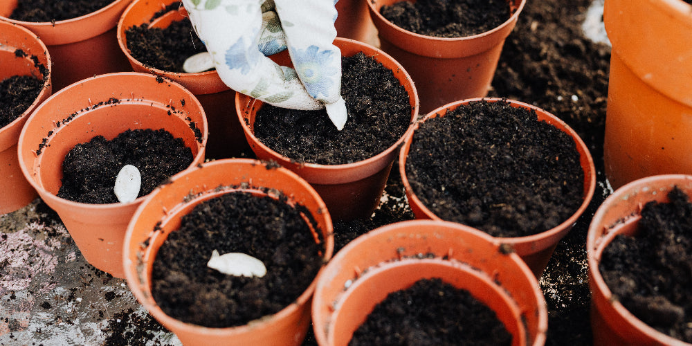 Best DIY Seed Starting Mixes Ever!!