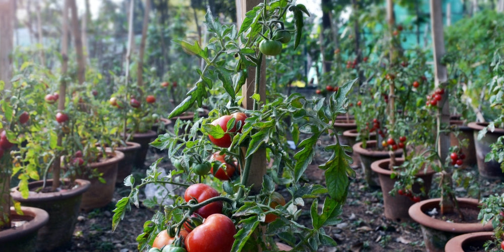 How to grow Tomato plants in Coco Coir?
