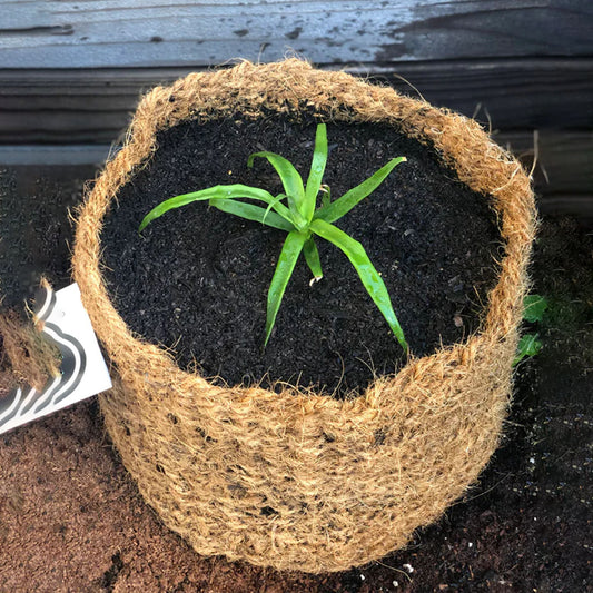 CoirNet 30 Gallon coir pot