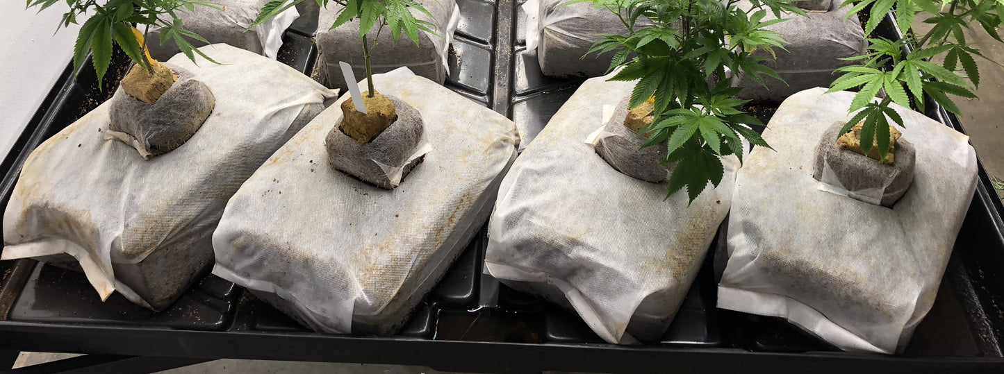GroEzy™ - 12" Mini Slab Coco Grow block