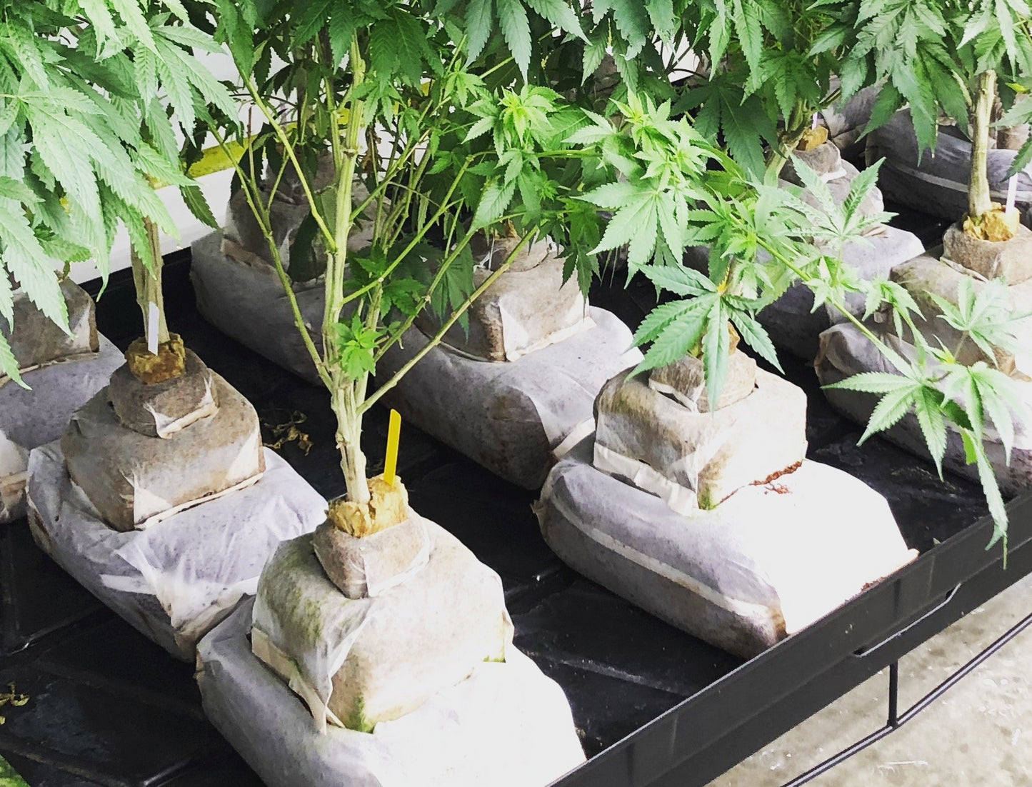GroEzy™ - 12" Mini Slab Coco Grow block