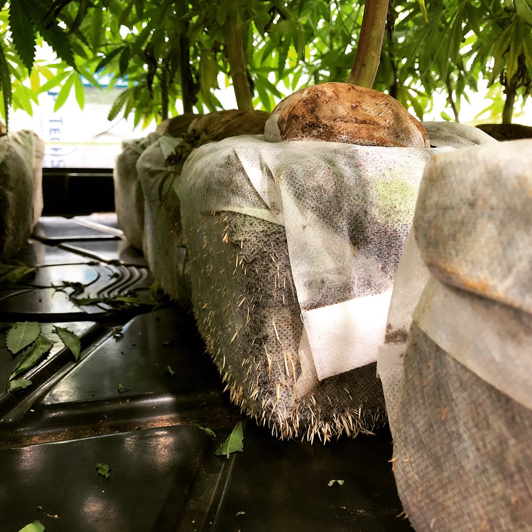 GroEzy™ - 6" Coco Grow Cubes