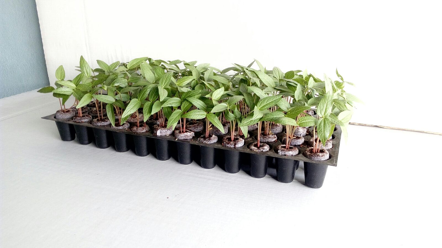 Pure Rooters 42MM Coco Plugs/Pellets